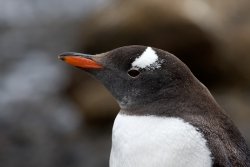 Manchot papou / Gentoo Penguin