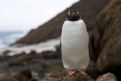 Manchot papou / Gentoo Penguin
