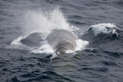 Rorqual commun / Fine whale