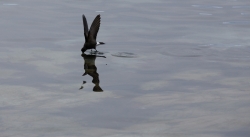 Océanite de Wilson / Wilson's Storm Petrel