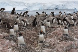 Manchot papou / Gentoo Penguin
