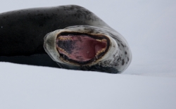 Léopard de mer / Leopard Seal