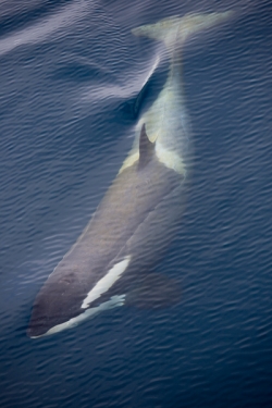 Orque / Killer Whale