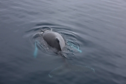 Baleine à bosse / Humpback Whale