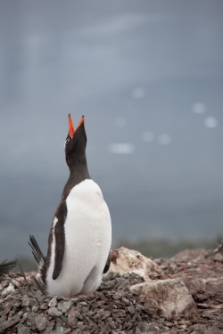 Manchot papou / Gentoo Penguin