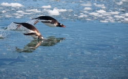 Manchot papou / Gentoo Penguin