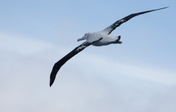 Albatros hurleur / Wandering Albatross