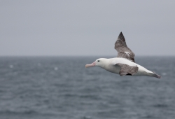 Albatros hurleur / Wandering Albatross