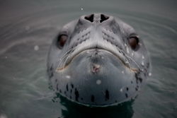 Léopard de mer / Leopard Seal