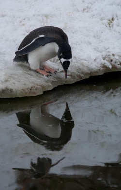 Manchot papou / Gentoo Penguin
