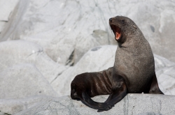 Otarie à fourrure antarctique / Antarctic Fur Seal
