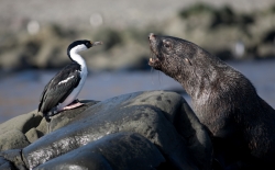 20090227_1555Cormoran antarctique et Otarie à fourrure / Antarctic Shag and Fur Seal24