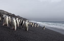 Manchots à jugulaire / Chinstrap Penguins