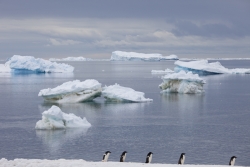 Iceberg et manchots / Iceberg and penguins