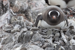 Manchot papou / Gentoo Penguin