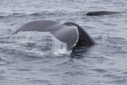 Baleine à bosse / Humpback Whale