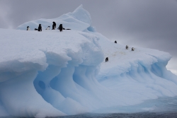Iceberg et manchots / Iceberg and penguins