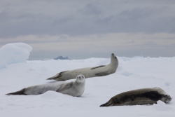 Phoques crabiers / Crabeater Seals