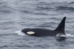 Orque / Orca