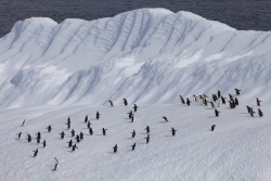 Iceberg et manchots / Iceberg and penguins