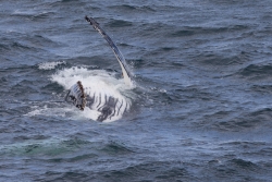 Baleine à bosse / Humpback Whale