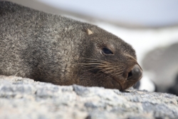 Otarie à fourrure antarctique / Antarctic Fur Seal