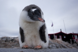 Poussin de Manchot papou / Gentoo Penguin chick