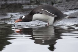 Manchot papou / Gentoo Penguin