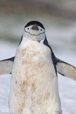 Manchot à jugulaire / Chinstrap Penguin