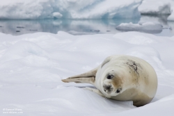 Phoque crabier / Crabeater Seal