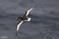 Pétrel antarctique / Antarctic Petrel