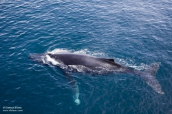 Baleine à bosse / Humpback Whale