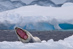 Léopard de mer / Leopard Seal