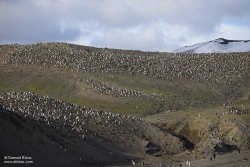 Manchots à jugulaire / Chinstrap Penguin