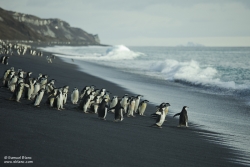 Manchots à jugulaire à Baily Head/ Chinstrap Penguin in Baily Head