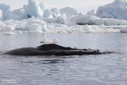 Baleine à bosse / Humpback Whale