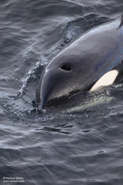 Orque épaulard / Killer Whale