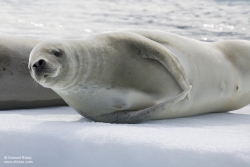 Phoque crabier / Crabeater Seal