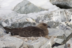 Skua antarctique / South Polar Skua