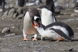Manchot papou / Gentoo Penguin