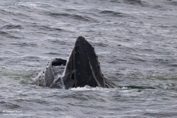 Baleine à bosse / Humpback Whale