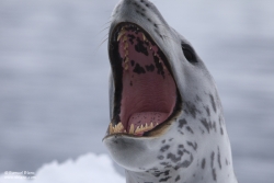 Léopard de mer / Leopard Seal