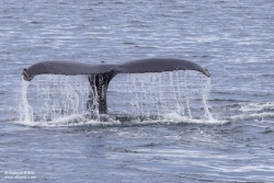 Baleine à bosse / Humpback Whale