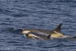 Orque épaulard / Killer Whale