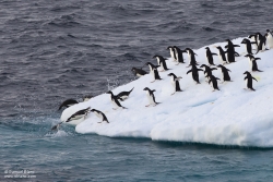 Manchots Adélie / Adélie Penguin