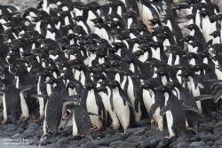 Manchots Adélie / Adélie Penguin