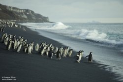 Manchots à jugulaire à Baily Head/ Chinstrap Penguin in Baily Head