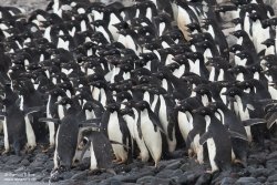 Manchots Adélie / Adélie Penguin