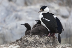 Cormoran antarctique / Antarctic Shag