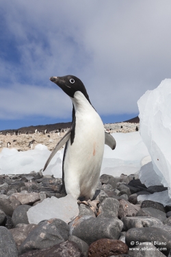 Manchot Adélie / Adélie Penguin